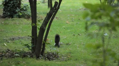 Squirrel Looking, Eating, Running, Searching for Winter Season in Autumn Day Stock Footage 8846226