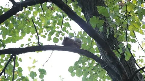 Squirrel Looking, Eating, Running, Searching for Winter Season in Autumn Day Stock Footage 8846228