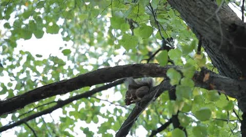 Squirrel Looking, Eating, Running, Searching for Winter Season in Autumn Day Stock Footage 8846229