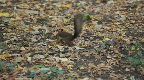Squirrel Looking, Eating, Running, Searching for Winter Season in Autumn Day Video stock 8846231