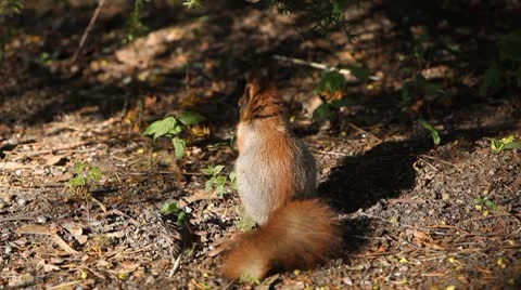 Squirrel Looking, Eating, Running, Searching for Winter Season in Autumn Day Stock Footage 8846235