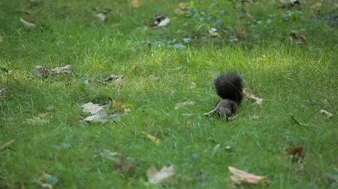 Squirrel Looking, Eating, Running, Searching for Winter Season in Autumn Day Stock Footage 8846239