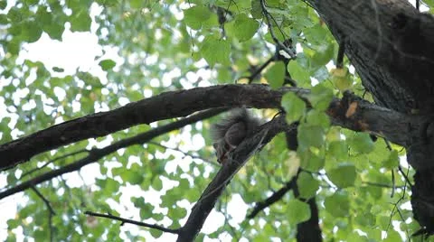 Squirrel Looking, Eating, Running, Searching for Winter Season in Autumn Day Stock Footage 8846248