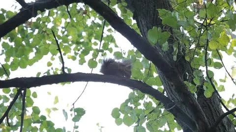 Squirrel Looking, Eating, Running, Searching for Winter Season in Autumn Day Stock Footage 8846279