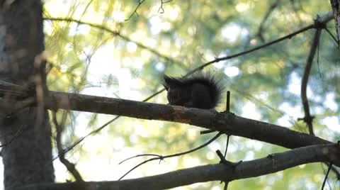 Squirrel Looking, Eating, Running, Searching for Winter Season in Autumn Day 스톡 동영상 8959277