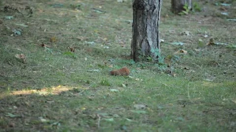 Squirrel Looking, Eating, Running, Searching for Winter Season in Autumn Day Video stock 8959309
