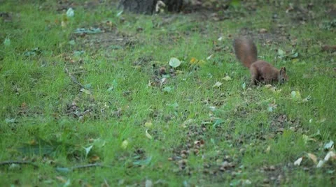 Squirrel Looking, Eating, Running, Searching for Winter Season in Autumn Day Stock Footage 8959350