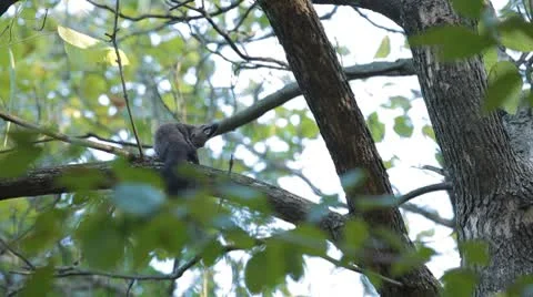 Squirrel Looking, Eating, Running, Searching for Winter Season in Autumn Day Stock Footage 8959375