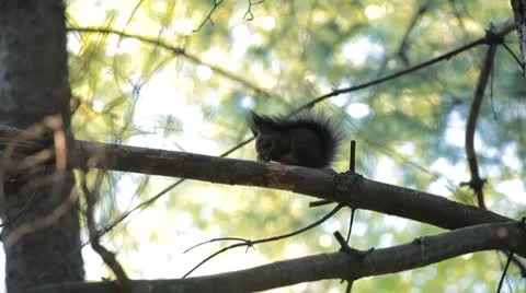 Squirrel Looking, Eating, Running, Searching for Winter Season in Autumn Day Stock Footage 8959385