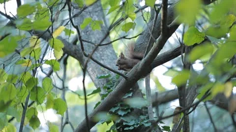 Squirrel Looking, Eating, Running, Searching for Winter Season in Autumn Day Stock Footage 8959451