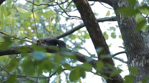Squirrel Looking, Eating, Running, Searching for Winter Season in Autumn Day Stock Footage 8959454