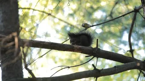 Squirrel Looking, Eating, Running, Searching for Winter Season in Autumn Day Stock Footage 8959459