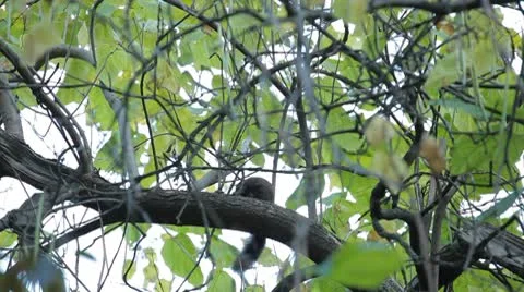 Squirrel Looking, Eating, Running, Searching for Winter Season in Autumn Day 스톡 동영상 8959476