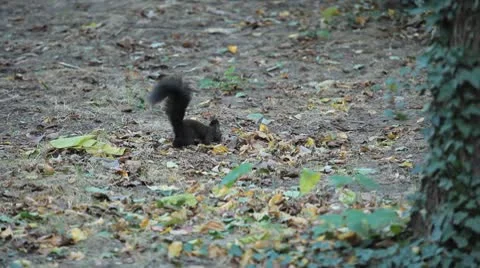 Squirrel Looking, Eating, Running, Searching for Winter Season in Autumn Day Stock Footage 8959500