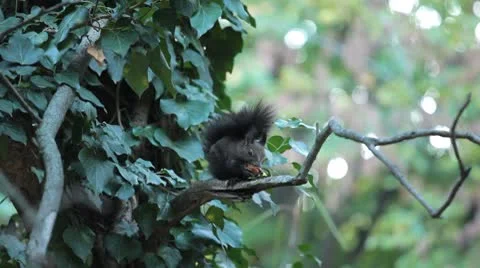 Squirrel Looking, Eating, Running, Searching for Winter Season in Autumn Day Stock Footage 8959505