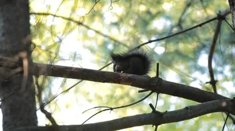 Squirrel Looking, Eating, Running, Searching for Winter Season in Autumn Day Video stock 8959536