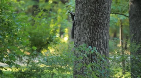 Squirrel Looking, Eating, Running, Searching for Winter Season in Autumn Day Stock-Footage 8959563