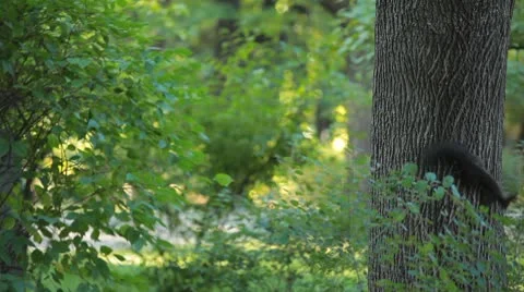 Squirrel Looking, Eating, Running, Searching for Winter Season in Autumn Day Video stock 8959643