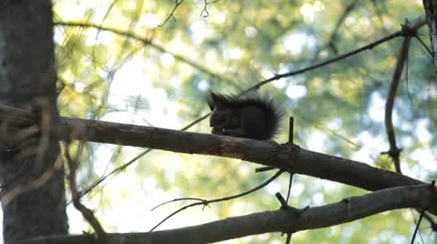 Squirrel Looking, Eating, Running, Searching for Winter Season in Autumn Day Stock Footage 8959663