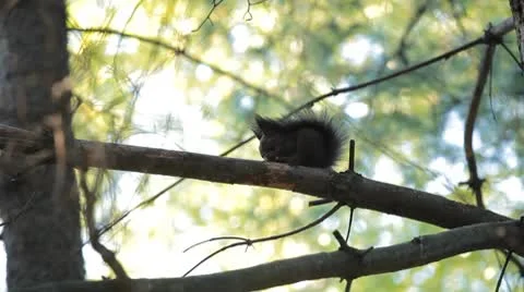 Squirrel Looking, Eating, Running, Searching for Winter Season in Autumn Day 動画素材 8959689