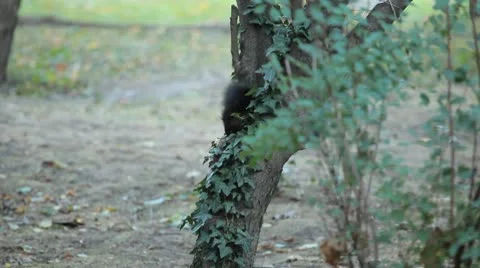 Squirrel Looking, Eating, Running, Searching for Winter Season in Autumn Day Video stock 8959721