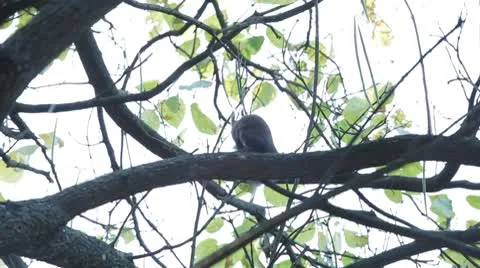 Squirrel Looking, Eating, Running, Searching for Winter Season in Autumn Day 스톡 동영상 8959757