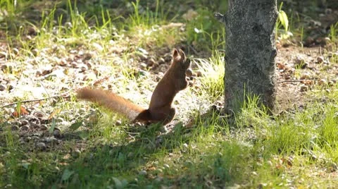 Squirrel Looking, Eating, Running, Searching for Winter Season in Autumn Day Stock-Footage 8959891