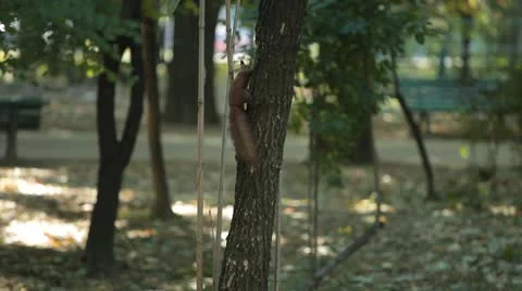 Squirrel Looking, Eating, Running, Searching for Winter Season in Autumn Day Stock-Footage 9559560