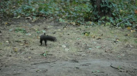 Squirrel Looking, Eating, Running, Searching for Winter Season in Autumn Day 스톡 동영상 9560887