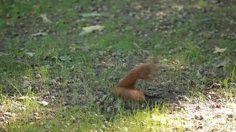 Squirrel Looking, Eating, Running, Searching for Winter Season in Autumn Day Stock-Footage 9561392