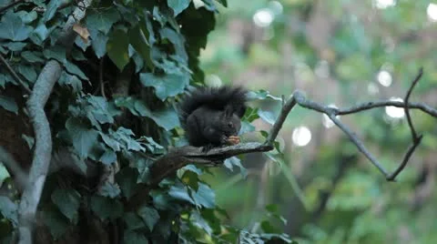 Squirrel Looking, Eating, Running, Searching for Winter Season in Autumn Day 스톡 동영상 9562528