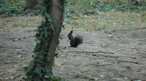Squirrel Looking, Eating, Running, Searching for Winter Season in Autumn Day Stock Footage 9564937