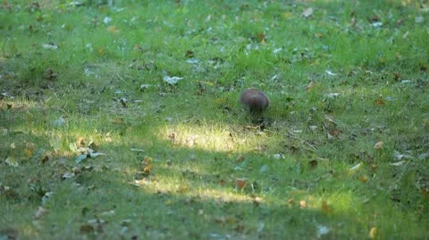 Squirrel Looking, Eating, Running, Searching for Winter Season in Autumn Day Video stock 9565490