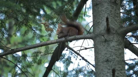 Squirrel Looking, Eating, Running, Searching for Winter Season in Autumn Day Video stock 9565658