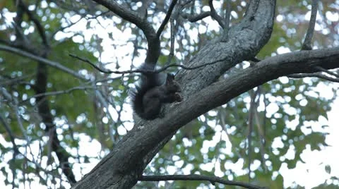 Squirrel Looking, Eating, Running, Searching for Winter Season in Autumn Day Video stock 9566124