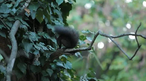 Squirrel Looking, Eating, Running, Searching for Winter Season in Autumn Day Vídeos de archivo 9568408