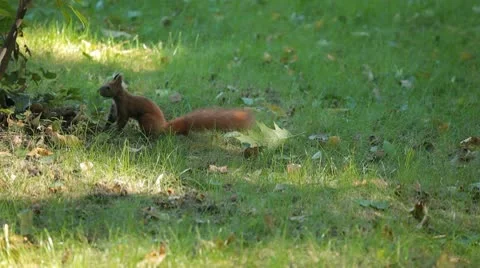 Squirrel Looking, Eating, Running, Searching for Winter Season in Autumn Day 스톡 동영상 9568809