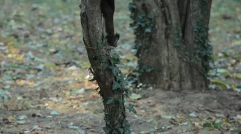 Squirrel Looking, Eating, Running, Searching for Winter Season in Autumn Day Video stock 9569474