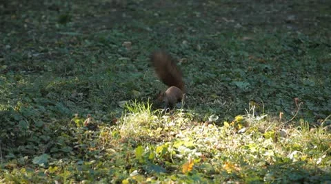 Squirrel Looking, Eating, Running, Searching for Winter Season in Autumn Day Vídeos de archivo 9569757
