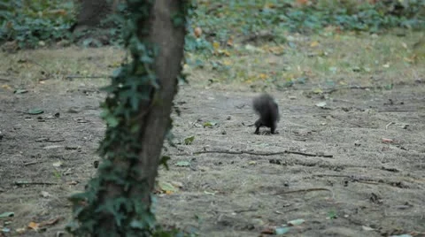 Squirrel Looking, Eating, Running, Searching for Winter Season in Autumn Day 스톡 동영상 9570678