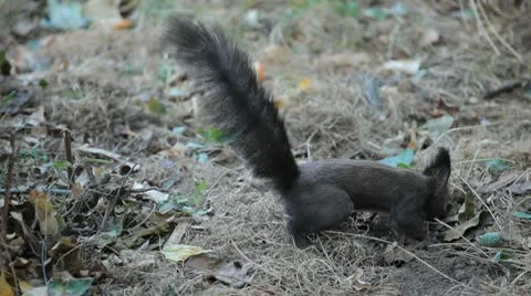 Squirrel Looking, Eating, Running, Searching for Winter Season in Autumn Day 스톡 동영상 9572649