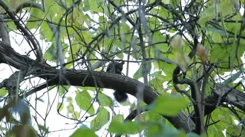 Squirrel Looking, Eating, Running, Searching for Winter Season in Autumn Day Stock Footage 9573010