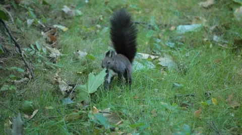 Squirrel Looking, Eating, Running, Searching for Winter Season in Autumn Day Video stock 9573863
