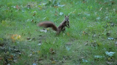 Squirrel Looking, Eating, Running, Searching for Winter Season in Autumn Day Video stock 9574660