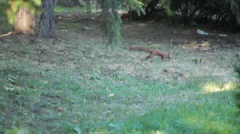 Squirrel Looking, Eating, Running, Searching for Winter Season in Autumn Day Video stock 9575176