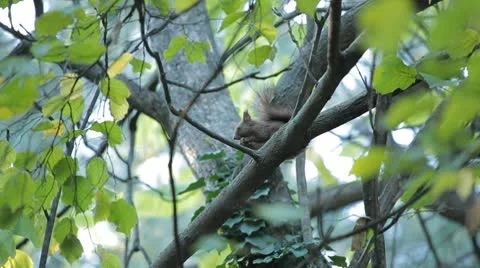 Squirrel Looking, Eating, Running, Searching for Winter Season in Autumn Day Video stock 9575328
