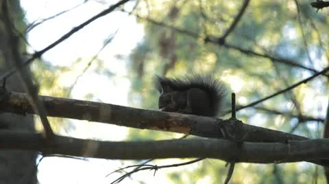 Squirrel Looking, Eating, Running, Searching for Winter Season in Autumn Day Video stock 9577037