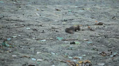 Squirrel Looking, Eating, Running, Searching for Winter Season in Autumn Day Stock Footage 9578336