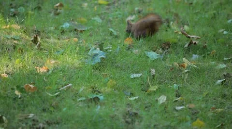 Squirrel Looking, Eating, Running, Searching for Winter Season in Autumn Day Vídeos de archivo 9578388