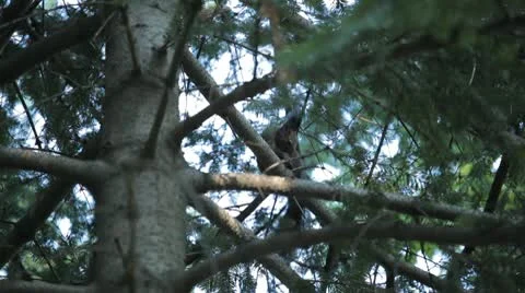 Squirrel Looking, Eating, Running, Searching for Winter Season in Autumn Day Video stock 9578620